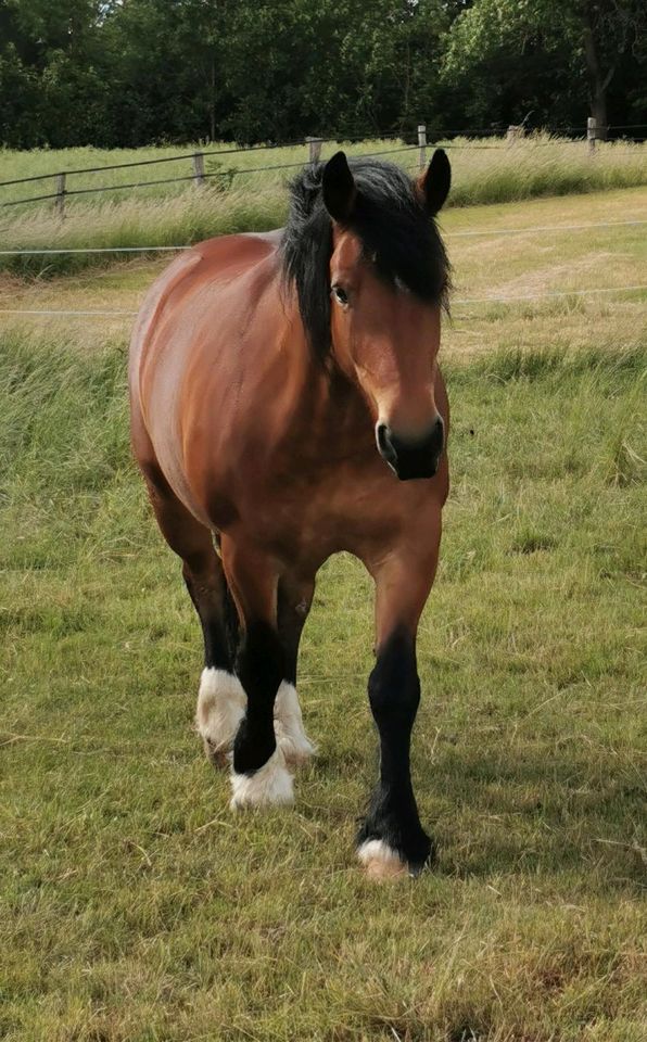 Reitbeteiligung PFERD sucht Reiter in Bilshausen