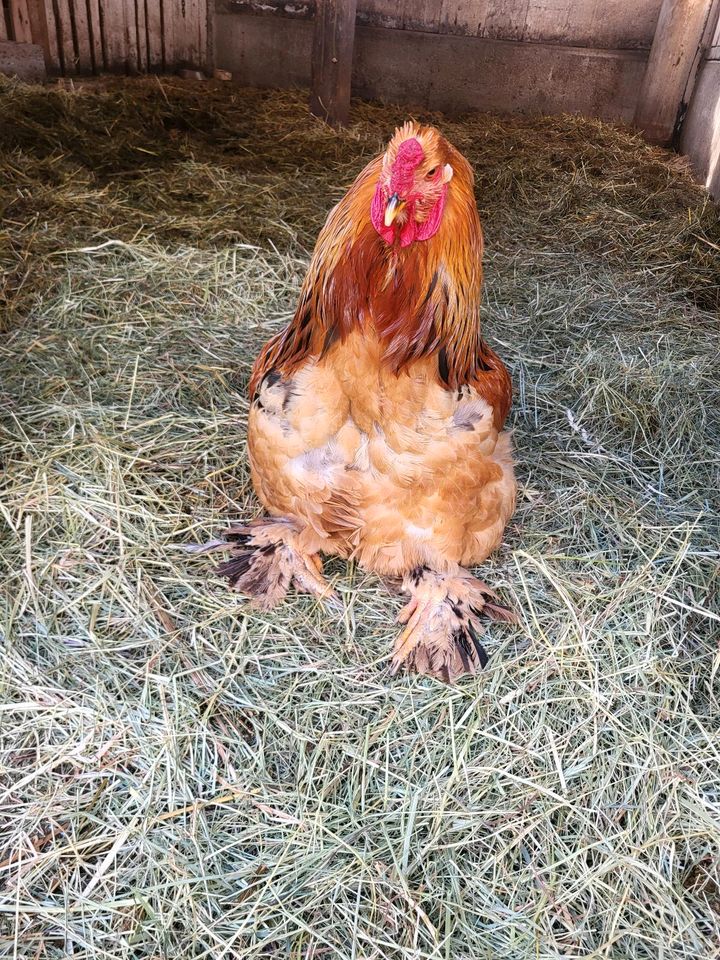 Tierbetreuung Urlaubsbetreuung in Pfalzgrafenweiler