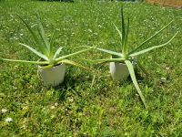 2 x Aloe Vera Pflanze / Preis pro Pflanze exkl. Topf Bayern - Memmelsdorf Vorschau