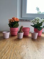 6 IKEA Blumentöpfe Pink und Rosé München - Berg-am-Laim Vorschau