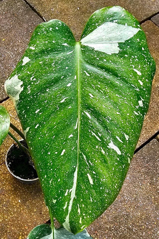 Monstera Thai Constellation Platinum  - Y18 in Obertshausen