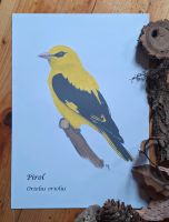 Kunstdruck Pirol/ Vogel Thüringen - Kahla Vorschau