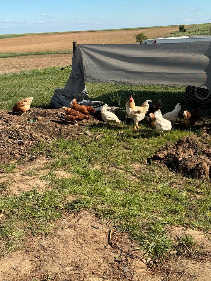 Legehennen Hühner in Kirchheimbolanden