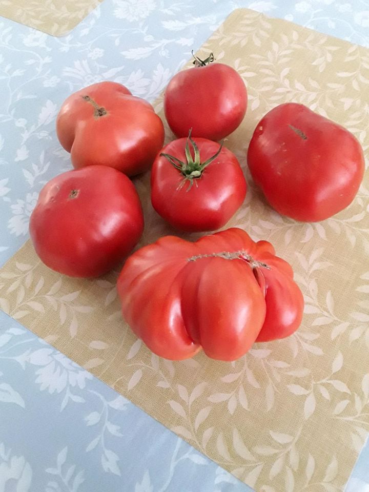 Tomatenpflanzen.Gurken.Paprika.Chili.Aubergine. in Fuldatal