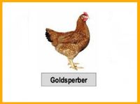 Goldsperber Huhn Hühner Legehennen Geflügelverkauf Brandenburg - Lauchhammer Vorschau
