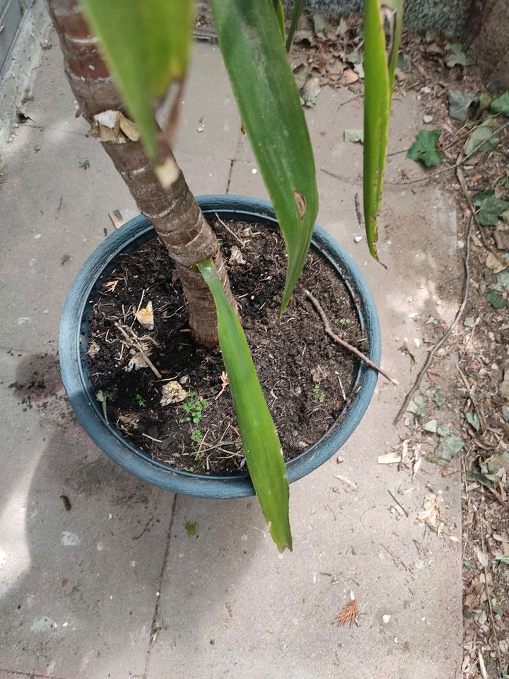 Yucca Zimmerpalme ca 200cm inkl Topf in Hanau