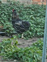 2 Araucaner Mix Hähne Niedersachsen - Wehrbleck Vorschau