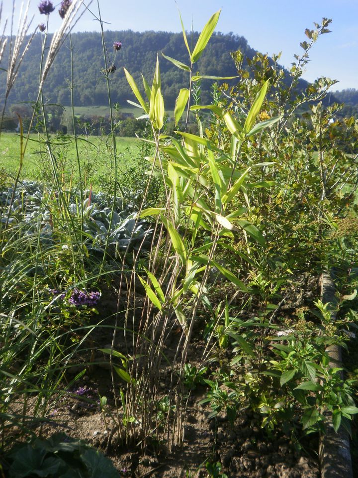 Bambus gelbgrün winterhart und robust in Küssaberg
