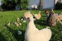 Bruteier von super flauschigen Zwergseidenhühner alle Farben Bayern - Untergriesbach Vorschau