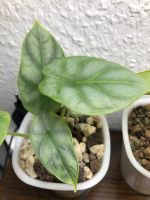 Alocasia Silver Dragon Jungpflanzen | mineralisches Substrat Thüringen - Erfurt Vorschau