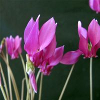 15 Korn Alpenveilchen Cyclamen hederifolium DUNKEL LILA Baden-Württemberg - Singen Vorschau