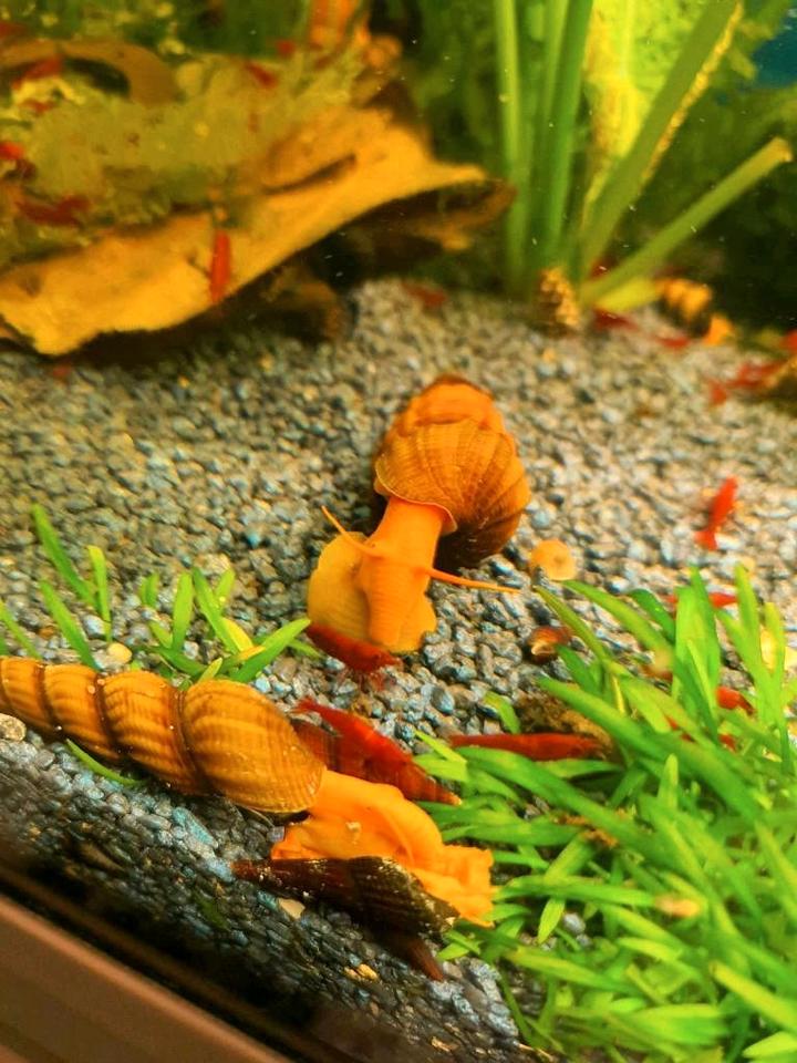 Tylomelania Orange Goldene Turmdeckelschnecke,Felsenschnecke in Nußloch