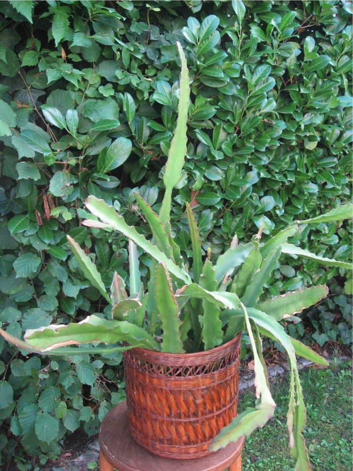 Blattkaktus H 90 D 120 cm rot blühend Pflanze Garten in Zirndorf