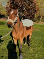 Dinkelspelzkissen wärmekissen dinkelspelz abschwitzdecke pikeur Nordrhein-Westfalen - Beelen Vorschau