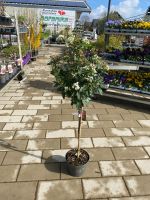 Lorbeer-Schneeball Viburnum tinus Stam 60 cm Komplett 100cm Nordrhein-Westfalen - Simmerath Vorschau