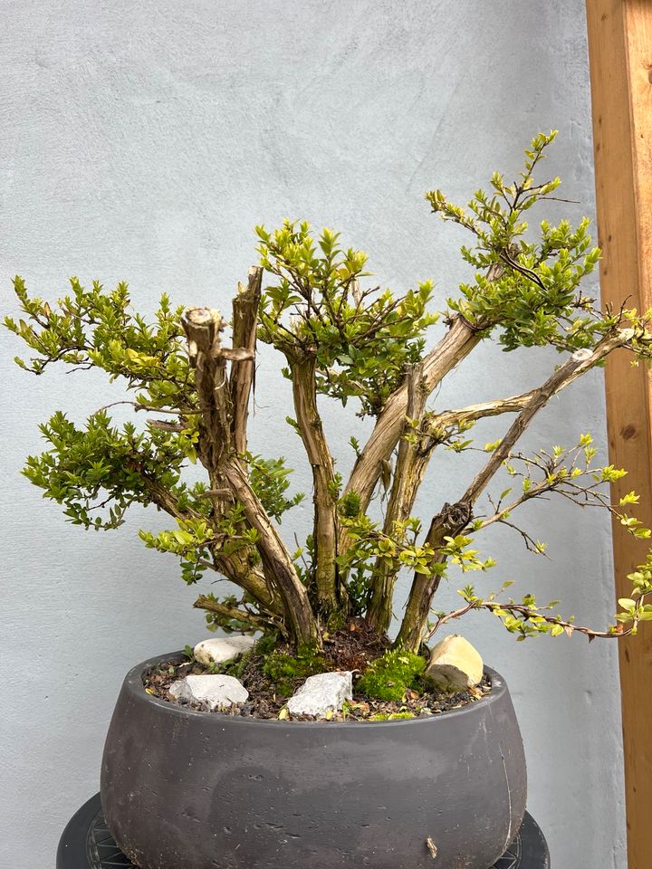 Heckenkirsche Lonicera Bonsai 30-40 Jahre in Immendingen