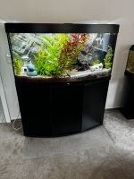 Aquarium Juwel 260L mit Zubehör, Fischen,Deko und extra Filter Nordrhein-Westfalen - Bad Wünnenberg Vorschau