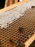 Honig aus eigener Imkerei Bienenhonig Hessen - Felsberg Vorschau