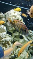 Haplochromis nyererei Malawi fisch Duisburg - Duisburg-Mitte Vorschau