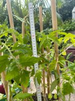 Tomatenpflanzen Black Zebra & Black Cherry Rheinland-Pfalz - Bernkastel-Kues Vorschau