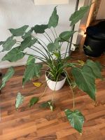 Alocasia Cucullata + Lechuza Bayern - Illertissen Vorschau