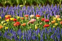 Gärtner Privat, Dienstleistungen für Haus & Garten kleinanzeigen.de