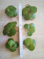große Froschbiss Schwimmpflanze, Limnobium laevigatum Bayern - Büchlberg Vorschau