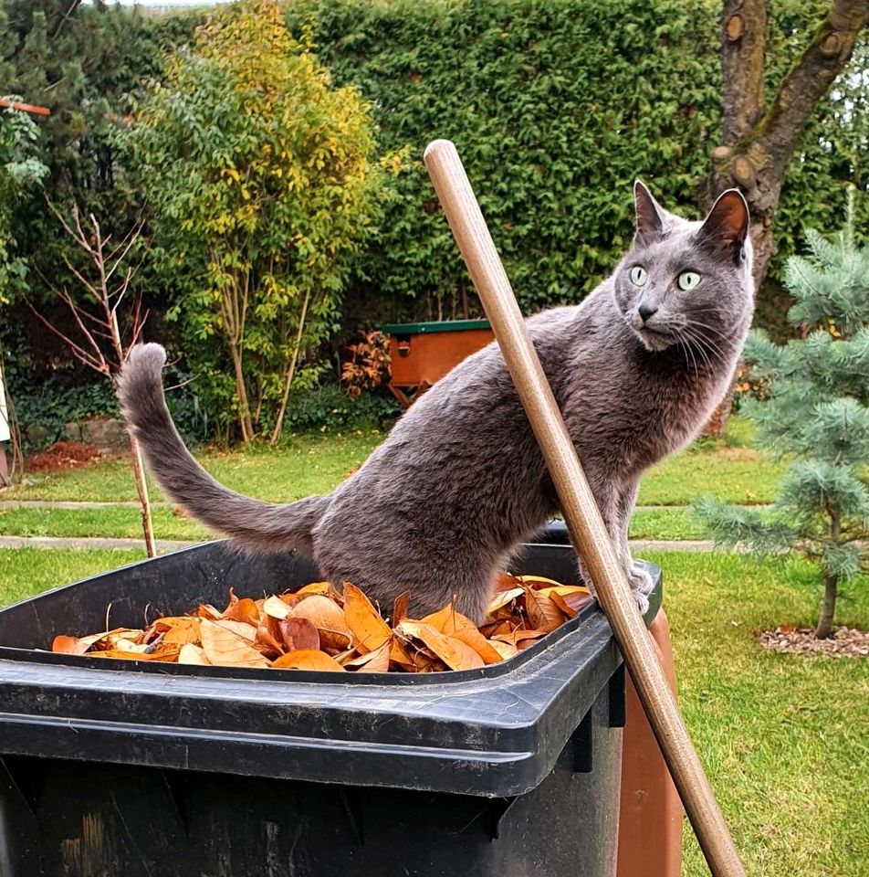 Katze Gustav immernoch vermisst :-( in Berlin