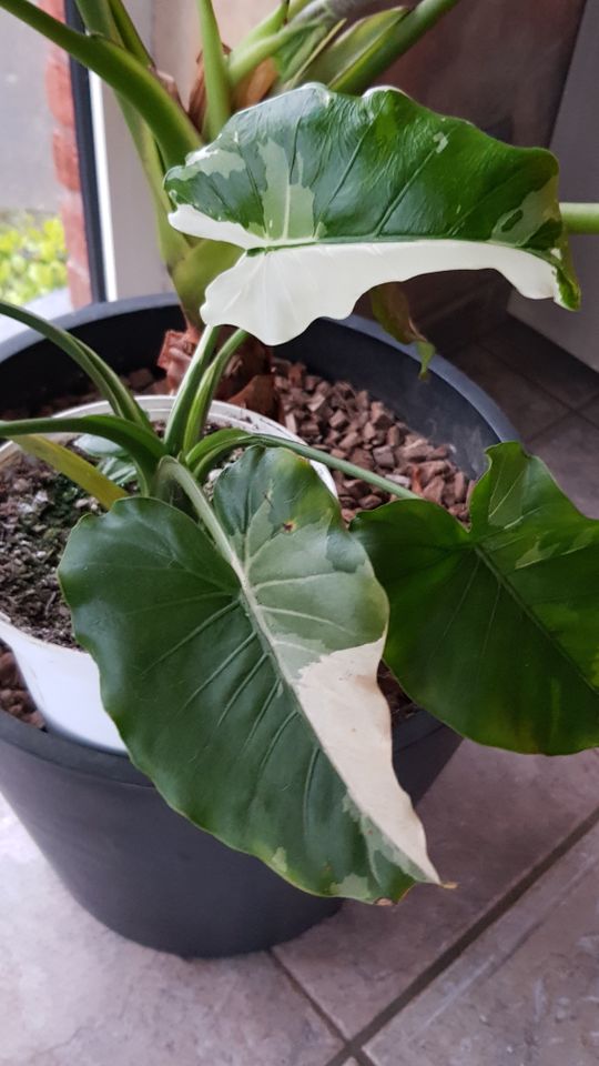 Alocasia Okinawa silver variegata in Düsseldorf