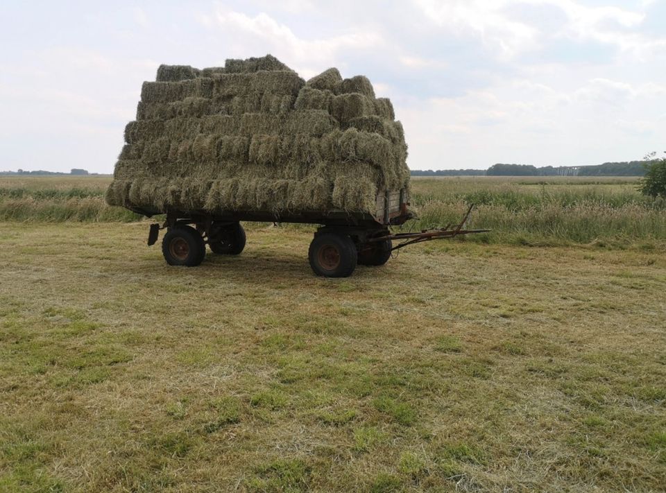 HD Ballen Heu Pferde Hasen Kaninchen Schafe Ziegen in Oldenburg