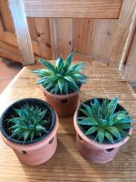 Aloe Sukkulente Hessen - Hanau Vorschau