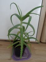 Aloe arborescens Pflanze ca. 4,5 J. alt Lübeck - St. Lorenz Süd Vorschau