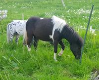 Ponystute shetty rappschecke kinderpony shetlandpony Sachsen - Olbernhau Vorschau