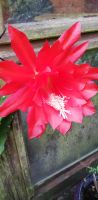 Epiphyllum, 3 Sorten, Blattkaktus, Sukkulente Nordrhein-Westfalen - Steinfurt Vorschau