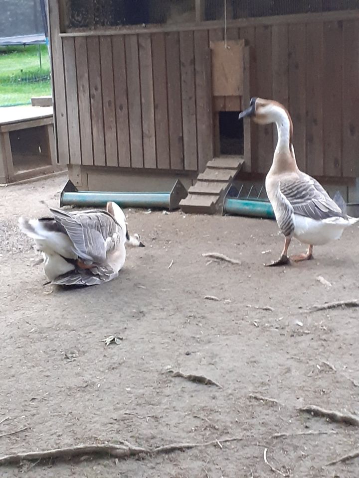 Eier, Gänseeier, Afrikanische Höckergänse, Höckergans, Gans Gänse in Untergriesbach