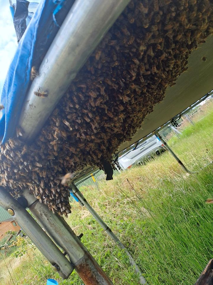 Fange Bienenschwarm in Wedemark