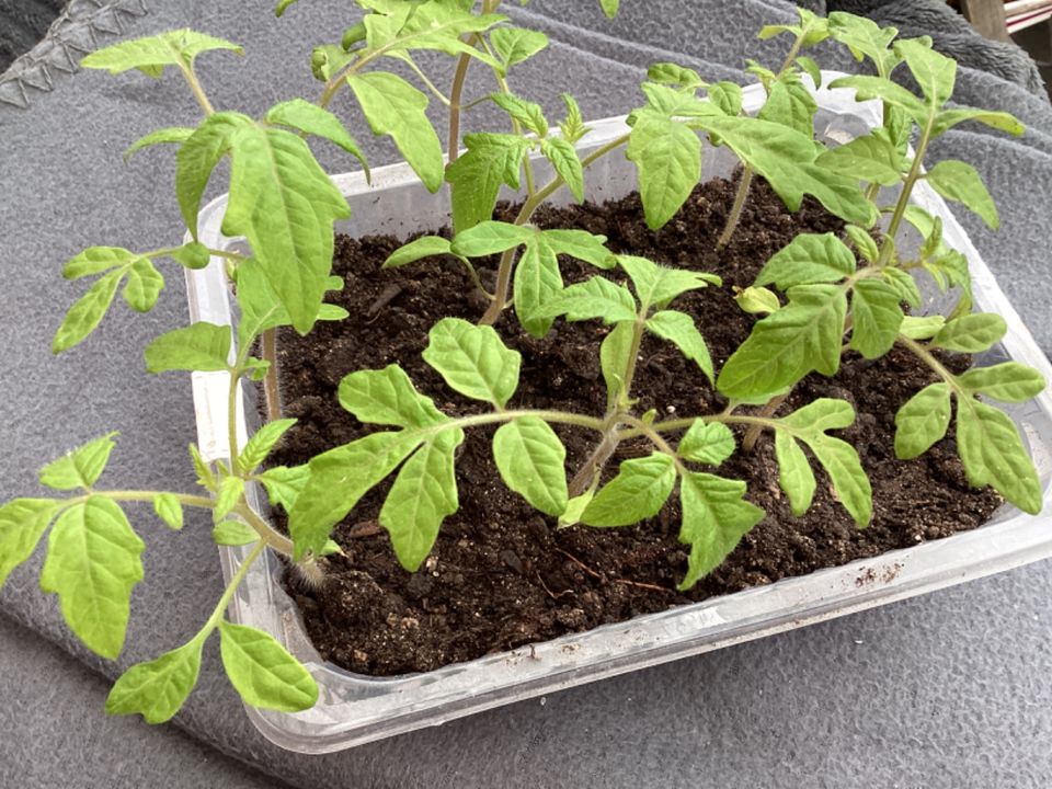 Schale Tomatenpflanzen jung in Petershagen