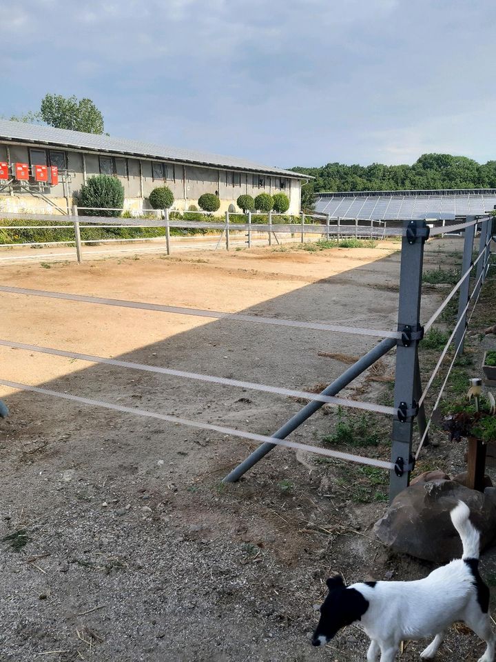 Freie Boxen in kleiner Stallgemeinschaft in Dahlen