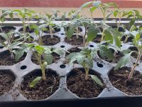 Tomatenpflanzen ab Anfang Mai Bayern - Bodenkirchen Vorschau