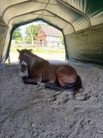 Reitbeteiligung an Islandstute Nordrhein-Westfalen - Recklinghausen Vorschau