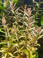 Rotala rotundifolia / Rundblättrige Rotala Dresden - Striesen-West Vorschau