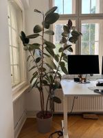 Gummibaum Ficus Elastica 1,85m groß Berlin - Charlottenburg Vorschau