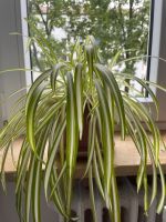 Grünlilie Pflanze Zimmerpflanze Feldmoching-Hasenbergl - Feldmoching Vorschau