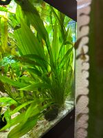Aquarienpflanze Amazonas Schwertpflanze Hessen - Lorsch Vorschau