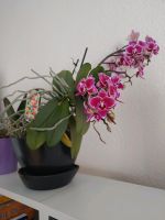 Orchidee mit kleinen Blüten inkl. Übertopf vom Bild Bochum - Bochum-Nord Vorschau