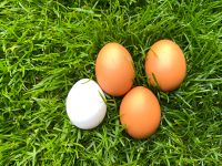 Eier aus kleiner privater Hühnerhaltung Nordrhein-Westfalen - Stadtlohn Vorschau