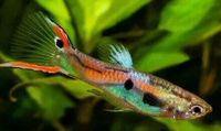 Endlers Guppy abzugeben Bayern - Oberkotzau Vorschau