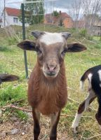 Kamerunschaf Kamerunbock Bocklamm Lamm Sachsen-Anhalt - Leuna Vorschau