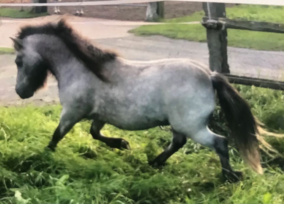 Mini Pony Shetlandpony Gespann in Telgte