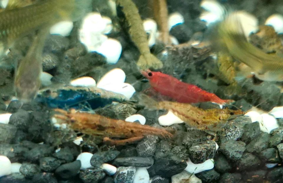 Garnelen Mix, Fische Aquarium in Neuzelle
